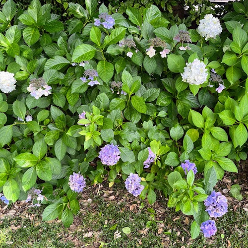 紫陽花